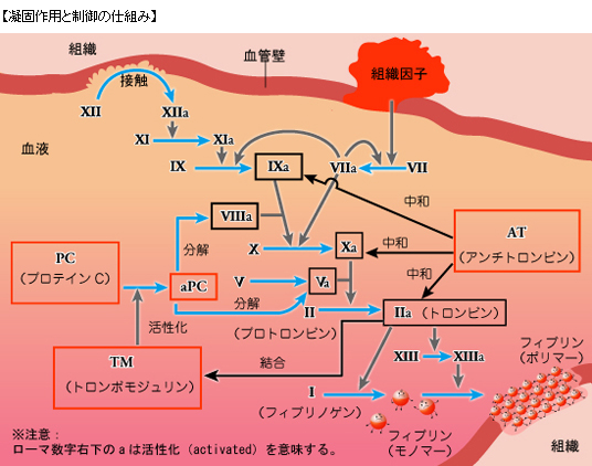凝固作用と制御の仕組み 凝固作用と制御の仕組み