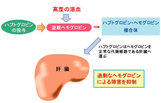 図2−ハプトグロビン製剤 図2−ハプトグロビン製剤